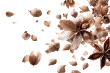Dried flowers and seeds in motion