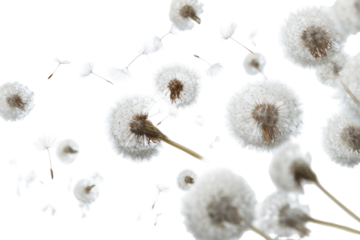 Dandelions in flight against a dark background