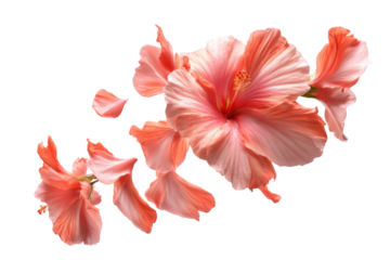 Delicate coral hibiscus blossoms on a black background