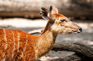 Young antelope with reddish fur and white stripes standing alert, side profile captured in daylight at the zoo