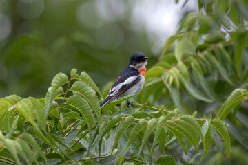 White-bellied minivet (Pericrocotus erythropygius) at Saswad, Maharashtra, India.