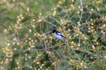 White-bellied minivet (Pericrocotus erythropygius) at Saswad, Maharashtra, India.