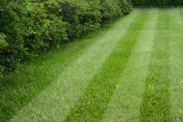 Fresh green lawn cut in stripes outdoors