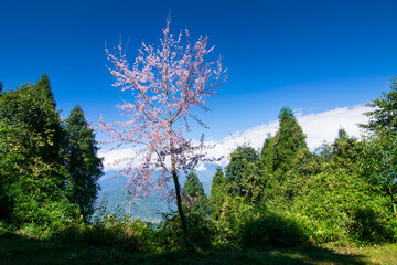 The cherry blossom, or sakura, is the flower of trees in Prunus subgenus Cerasus. Cherry blossom trees at Ravangla, Sikkim, beautiful vast blue sky in background.