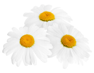 Beautiful fresh chamomile flowers isolated on white