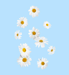 Obraz premium Beautiful chamomile flowers falling on light blue background