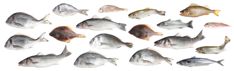 Different types of raw fish isolated on white, collage