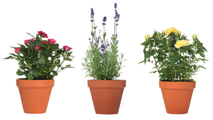 Beautiful potted flowers isolated on white, set
