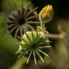 Macro photos of flowers taken in the morning