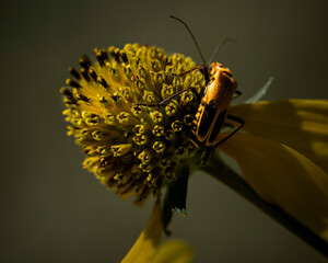 Macro photos of flowers taken in the morning