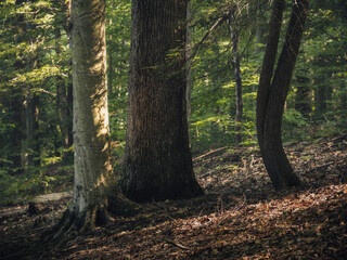 Trees in the mountains in the morning