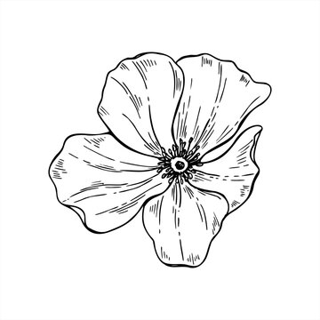 Monochrome minimalistic blooming flower without stem vector illustration. Top view. Poppy or rosehip flower head outline drawing. Black etching of wildflower mallow for invitation, greeting cards