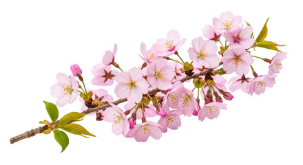 Fototapeta premium A branch covered in pale pink cherry blossoms against a stark black background in a close up view