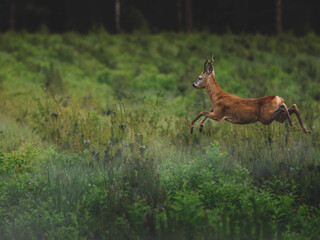 Wild deer leaping gracefully across a green meadow near the forest. Dynamic wildlife scene symbolizing freedom, nature, wilderness, and the beauty of outdoor adventure.