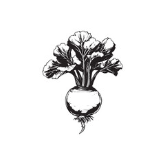 Kohlrabi Vector (3).eps