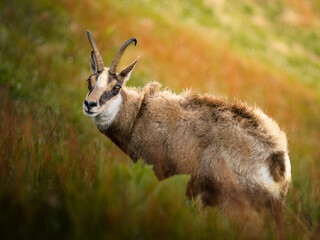 Wild chamois on a grassy mountain slope, captured in natural habitat. Wildlife photography symbolizing freedom, nature conservation, and alpine environment.