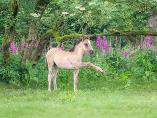 A cute Dulmen pony foal standing in a green grass meadow with flowers and raising its stretched foreleg, this native horse breed lives wild in Merfelder Bruch D&uuml;lmen M&uuml;nsterland, NRW, Germany