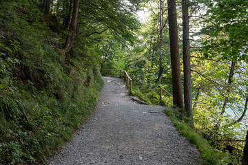 Fototapeta premium Scenic walking path through lush forest leading to serene lake on a sunny day in the countryside