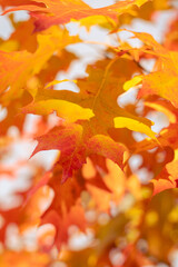 Autumn nature background with blurred red and yellow leaves