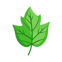 Illustration of a vibrant green leaf with detailed veins, symbolizing nature and freshness
