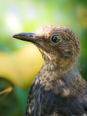 Close-up portrait of a wild bird with detailed feathers and bright eye, captured in natural habitat with blurred green background. Perfect for nature, wildlife, and ornithology concepts.