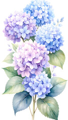 Floral Serenity: A delicate display of vibrant blue and purple hydrangea blooms, a testament to nature's artistry and grace. Botanical  for Wedding Invitation, Greeting Card,  Decorative Design.