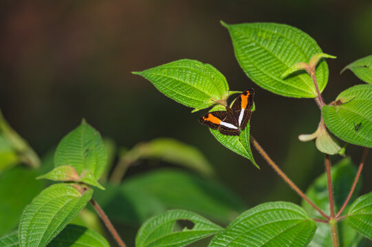  Adelpha cocala in peruvian cloud forest amazon