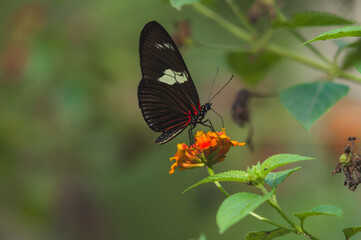 Doris longwing feeding on flower in peruvian cloud forest amazon © PierreAllainPhoto