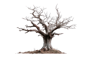 A gnarled, bare tree against a dark background