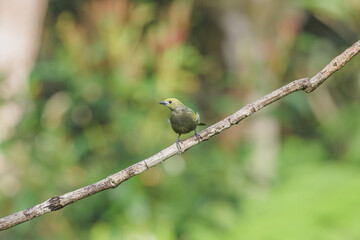 Palm tanager perched on branch