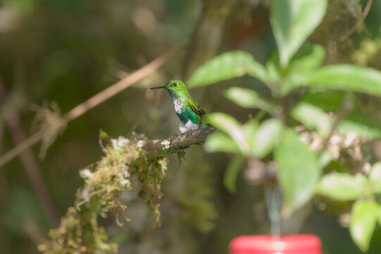 Emerald-bellied puffleg perched on branch