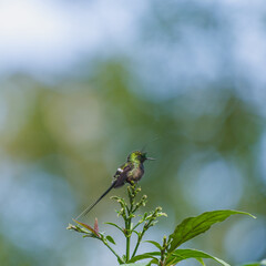 Perched male wire crested thorntail