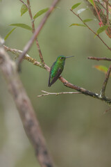 Peruvian haplophaedia aureliae perched on branch