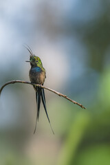 Portrait of male wire crested thorntail
