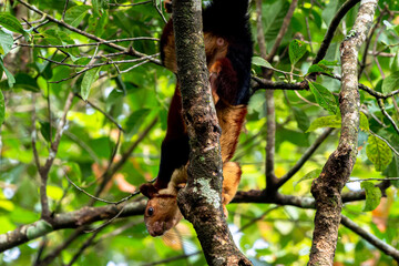 Indian giant squirrel, Malabar giant squirrel, Ratufa indica, giant squirrel, wildlife, India, forest animal, arboreal, Western Ghats, tropical forest, colorful animal, rodent, tree squirrel, nature, 