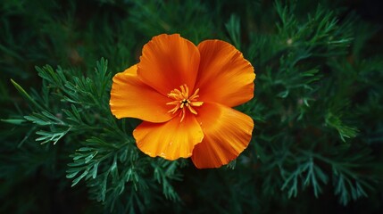 Closeup vibrant orange flower