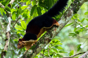 Indian Giant Squirrel (Ratufa indica) in Natural Forest Habitat