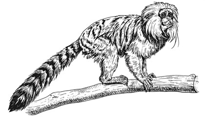 Detailed black and white illustration of a primate perched on a branch, showcasing intricate line work and textured details.