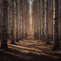 Naklejka premium Sunlight filtering through a birch forest (4)