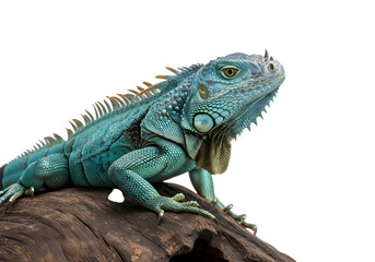 Obraz premium Vibrant Blue Iguana on Rock: Reptile Profile against White Background