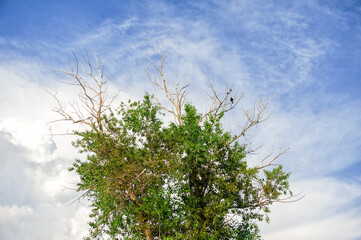 Tall tree with green foliage, dry branches and birds stands blue sky