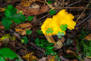 Bright yellow chanterelle mushroom grows among forest floor leaves, moss, and clover, adding vibrant color to the earthy woodland scene.