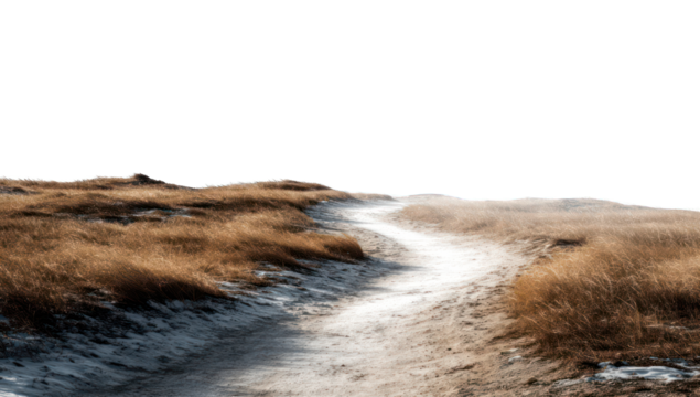 A path through a field of tall grass
