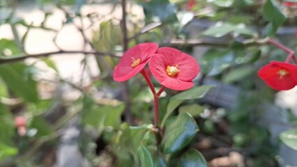 Close-up of Beautiful Red Euphorbia Milii (Crown of Thorns) Flowers