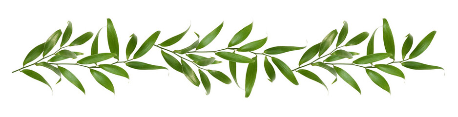 Green twig of italian ruscus (DANAE RACEMOSA) with fresh leaves in a line arrangement isolated on white or transparent background