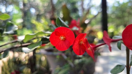Vivid red Euphorbia milii (Crown of Thorns) flowers with lush green leaves, a beautiful close-up in...