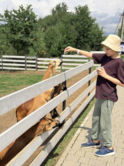 A boy feeds animals on a farm.