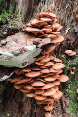 Mushrooms growing on a tree