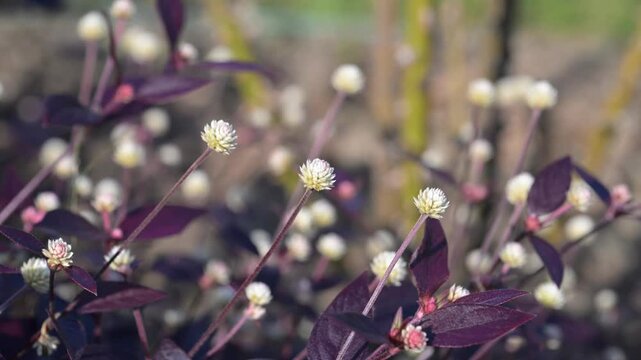 Beautiful Ruby Leaf (alternanthera brasiliana) flowers.