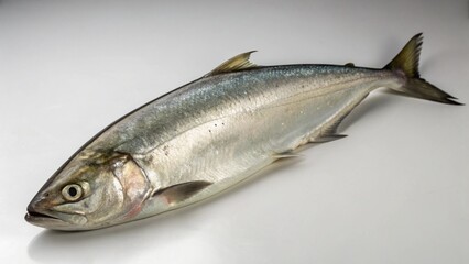 Fototapeta premium Knifefish on studio background